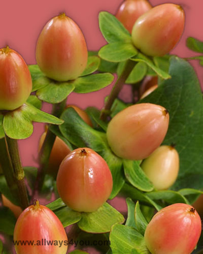 Hypericum Red Temptation Flowers